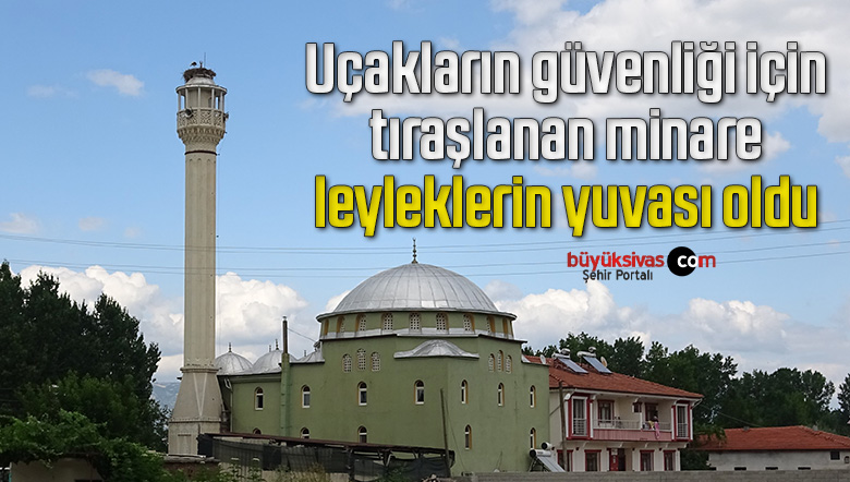 Uçakların güvenliği için tıraşlanan minare leyleklerin yuvası oldu