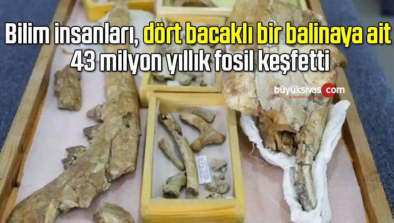 Bilim insanları, dört bacaklı bir balinaya ait 43 milyon yıllık fosil keşfetti