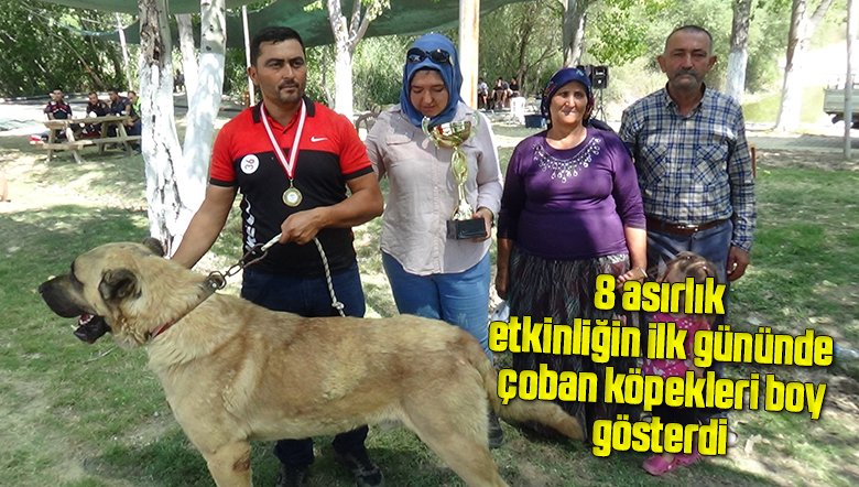 8 asırlık etkinliğin ilk gününde çoban köpekleri boy gösterdi