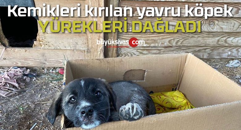 Kemikleri kırılan yavru köpek yürekleri parçaladı!