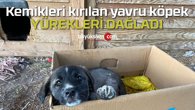 Kemikleri kırılan yavru köpek