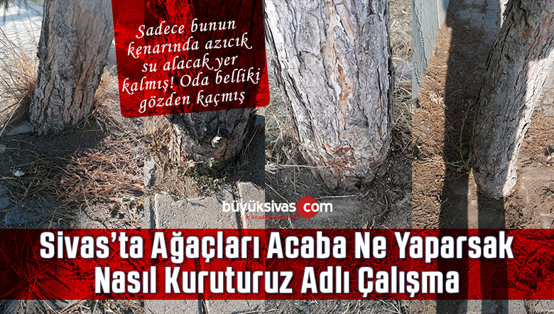Sivas’taki bu ağaçlar nereden hava ve su alacak bilen varsa yazsın