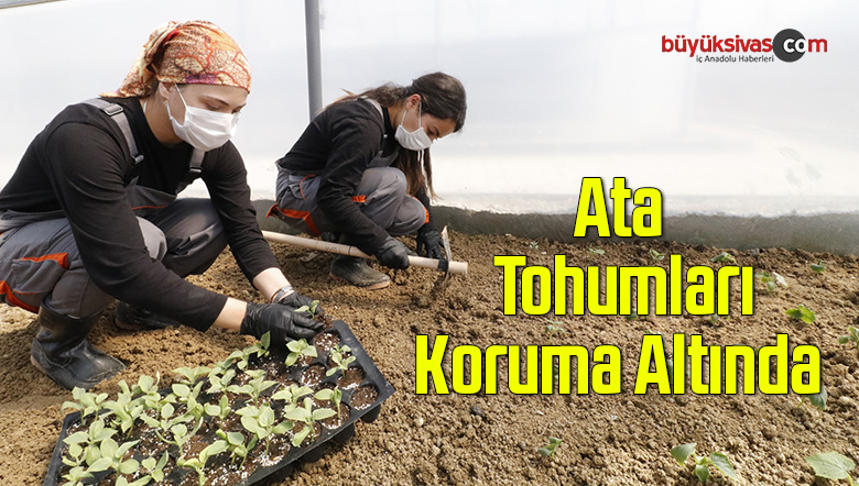 Ata Tohumundan Yetiştirilen Fideler Yerel Üreticilere Dağıtılıyor