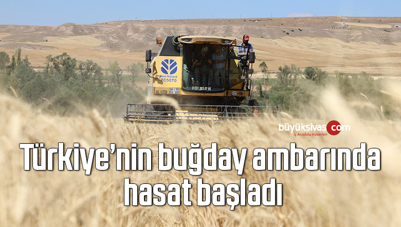 buğday