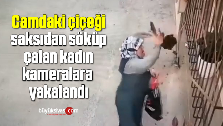 Camdaki çiçeği saksıdan söküp çalan kadın kameralara yakalandı