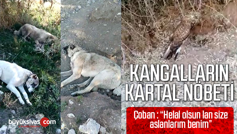 Sivas’ta Kangalların Yaralı Kangal Nöbeti Çobanı Duygulandırdı