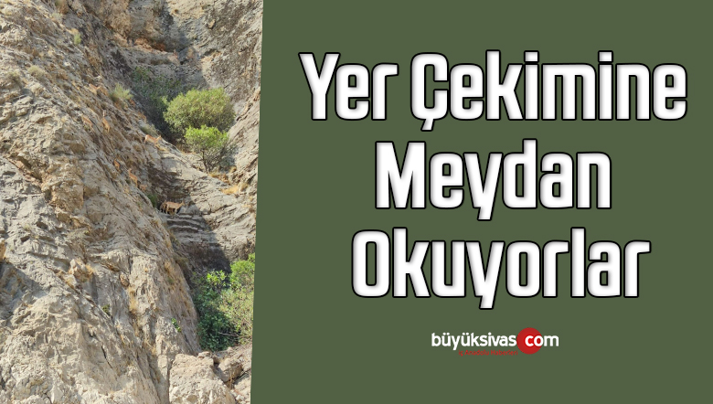 Dağ keçilerinin tırmanma yolculuğu