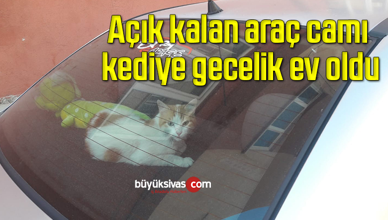 Açık kalan araç camı kediye gecelik ev oldu