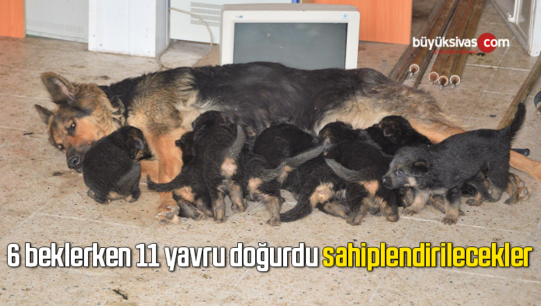 6 beklerken 11 yavru doğurdu, sahiplendirilecekler