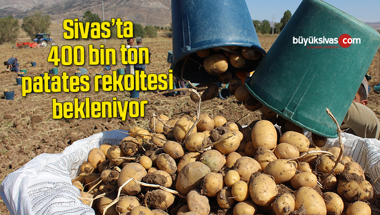 Sivas’ta 400 bin ton patates rekoltesi bekleniyor