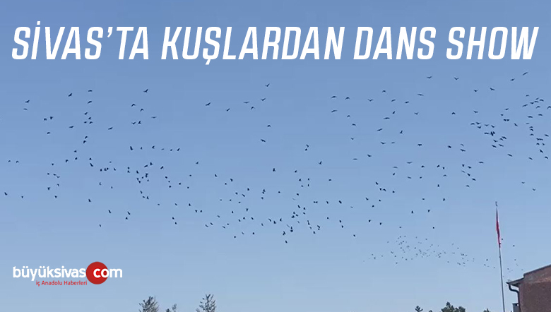 Sivas’ta kuşların gökyüzü dansı