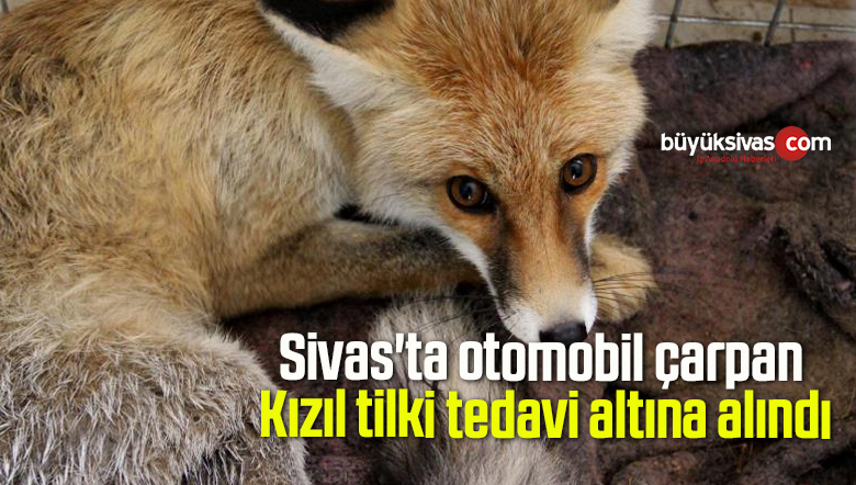Sivas’ta otomobil çarpan Kızıl tilki tedavi altına alındı