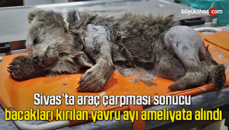 ayı