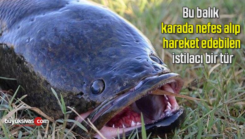 Bu balık karada nefes alıp hareket edebilen istilacı bir tür