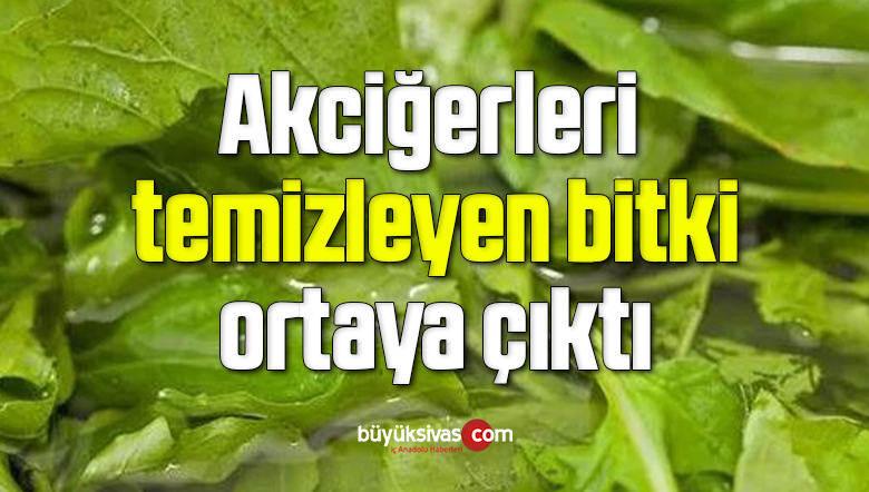 Akciğerleri temizleyen bitki ortaya çıktı