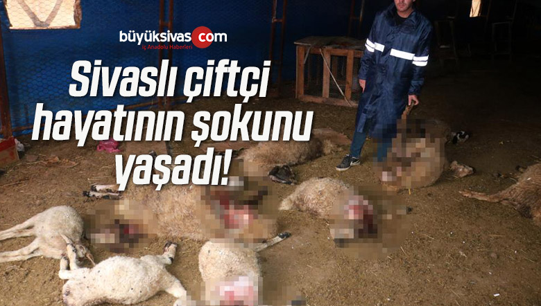 Sivas’ta devlet destekli koyunlar kurtlara yem oldu