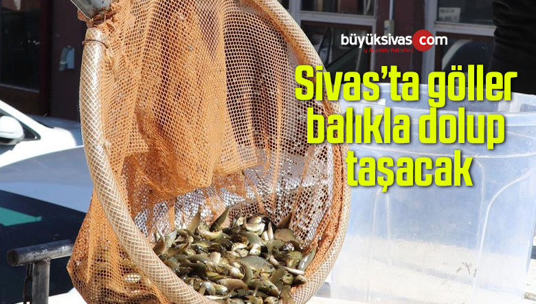 Sivas’ta göller balıkla dolup taşacak