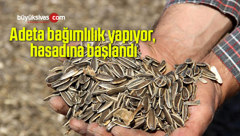 Adeta bağımlılık yapıyor, hasadına başlandı