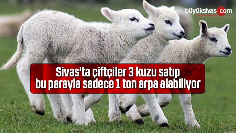 Sivas’ta çiftçiler 3 kuzu satıp bu parayla sadece 1 ton arpa alabiliyor