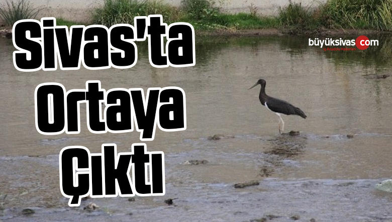 Kara leylek, Sivas’ta ortaya çıktı