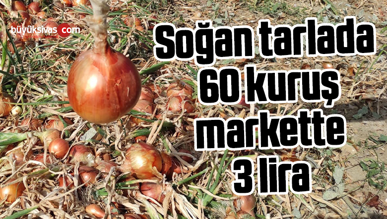 soğan