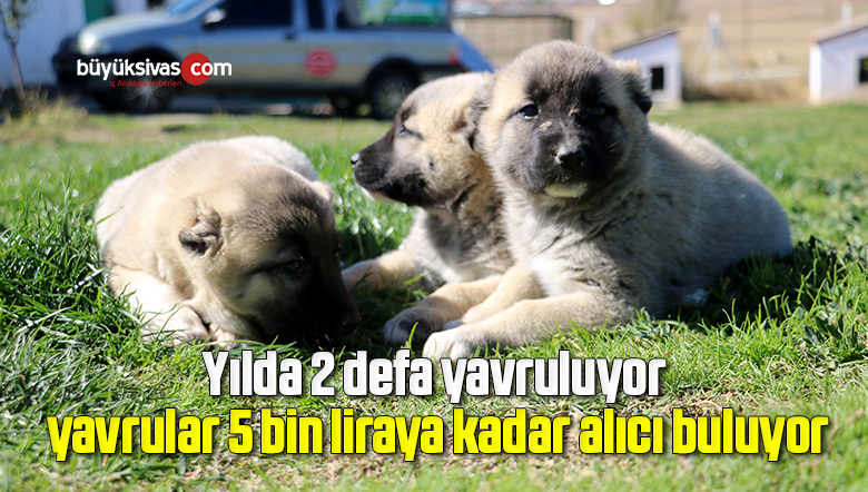 Yılda 2 defa yavruluyor, yavrular 5 bin liraya kadar alıcı buluyor
