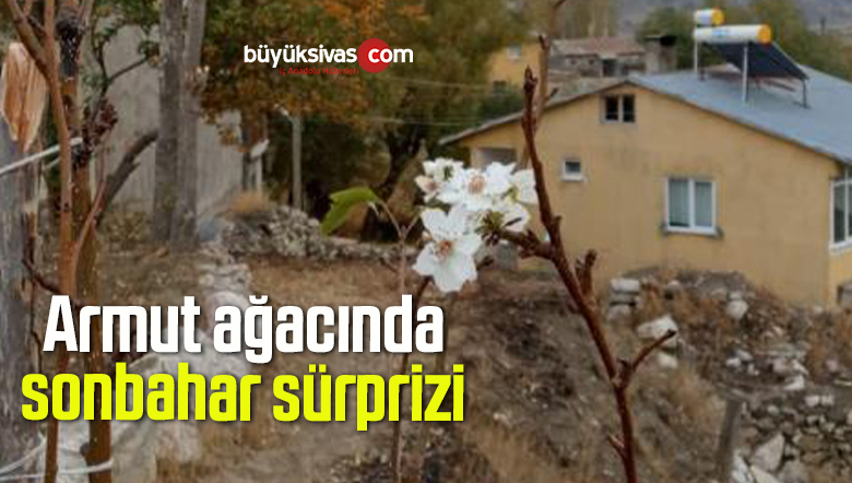 Armut ağacında sonbahar sürprizi