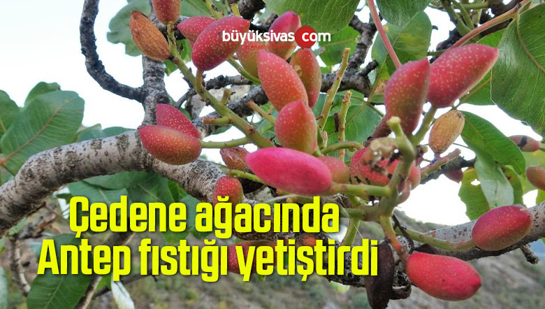 Çedene ağacında Antep fıstığı yetiştirdi
