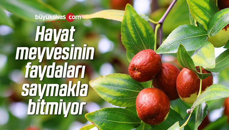 Hayat meyvesinin faydaları saymakla bitmiyor