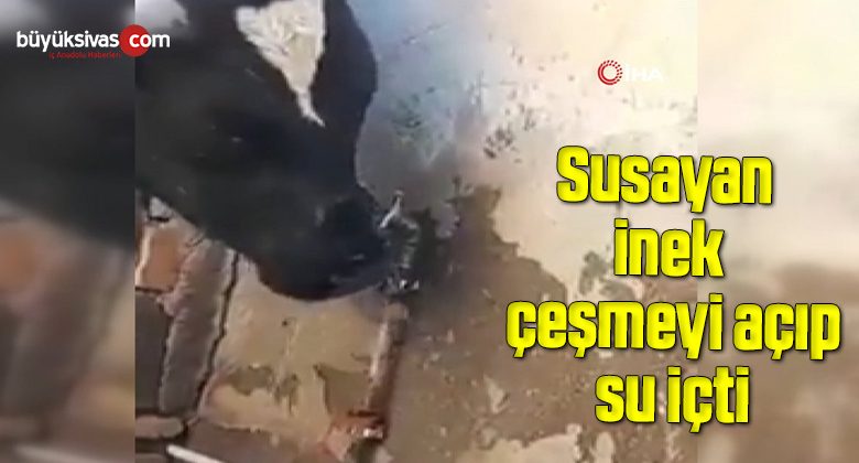 Susayan inek, çeşmeyi açıp su içti