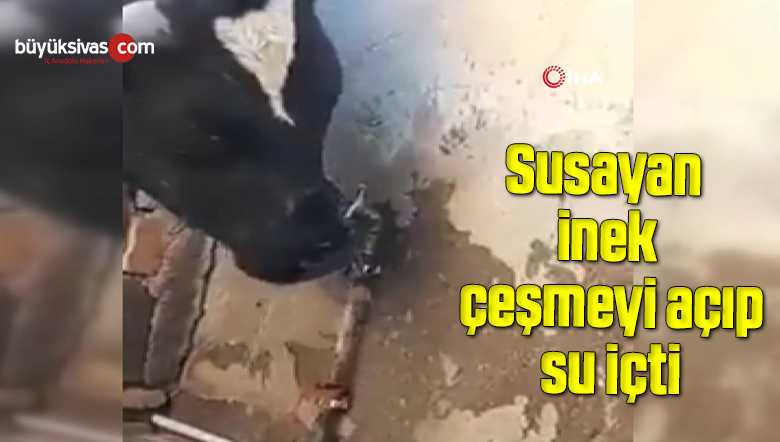 Susayan inek, çeşmeyi açıp su içti