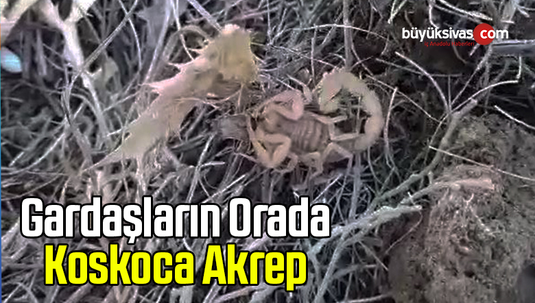 Sivas’ta merkez Kardeşler ormanı mevkiinde akrep bulundu