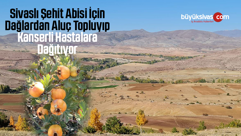 Sivaslı Şehit Abisinin Hayrına Dağlardan Hastalar İçin Aluç Toplayıp Dağıtıyor