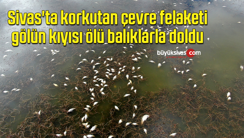 Sivas’ta korkutan çevre felaketi, gölün kıyısı ölü balıklarla doldu
