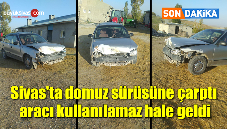 Sivas’ta domuz sürüsüne çarptı aracı kullanılamaz hale geldi