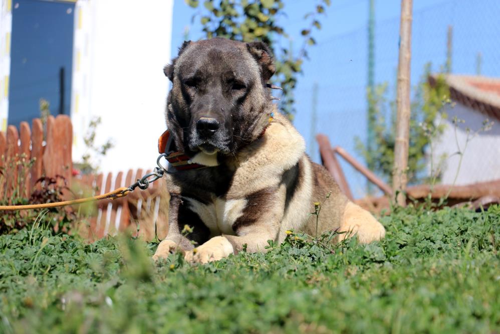 Kimine göre Kangal kimine göre anadolu aslanları kışa hazırlanıyor