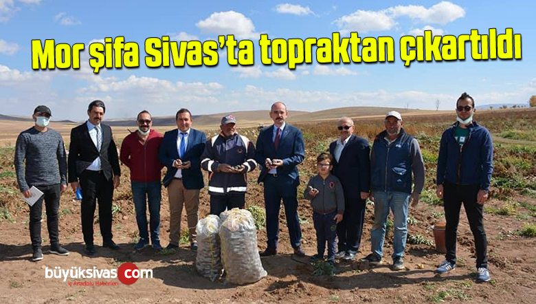 Mor şifa topraktan çıkartıldı