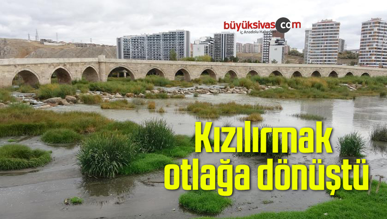 Kızılırmak otlağa dönüştü