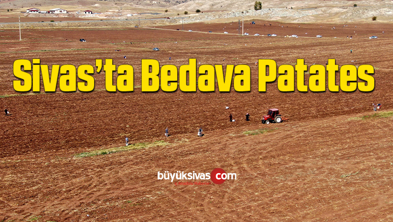 Onlarca kişi tarlaya akın etti, toprağın altından elleri ile tek tek çıkartıyorlar