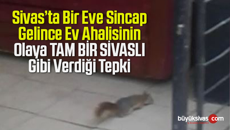 Sivas’ta Karşıyaka Mahallesi’nde Bir Eve Sincap Geldi! Tepkiler Müthiş