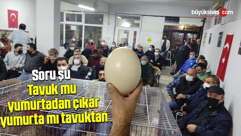 Deve kuşu yumurtası mezata çıktı almak için yarıştılar