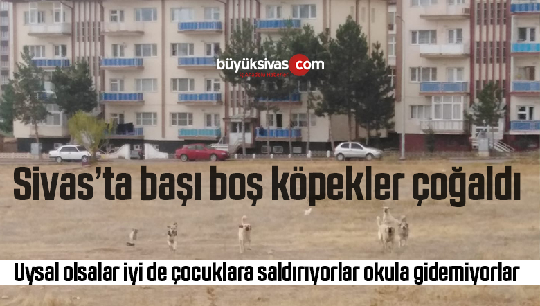 Sivas’ta çocuklar köpekler nedeniyle okula gidemiyor