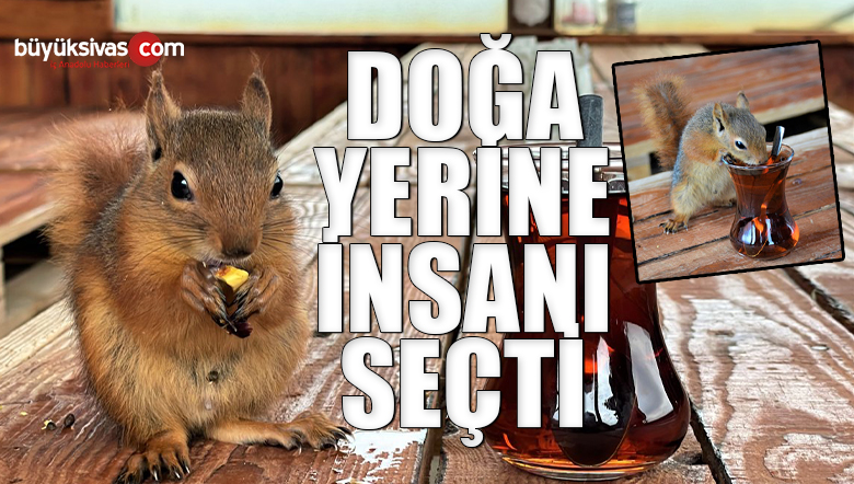 Çay içip cips yiyen sincap görenleri şaşırtıyor