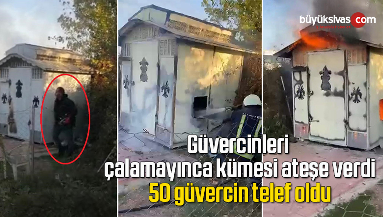 Güvercinleri çalamayınca kümesi ateşe verdi, 50 güvercin telef oldu