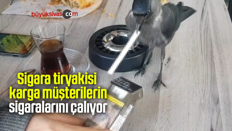 Sigara tiryakisi karga müşterilerin sigaralarını böyle çalıyor