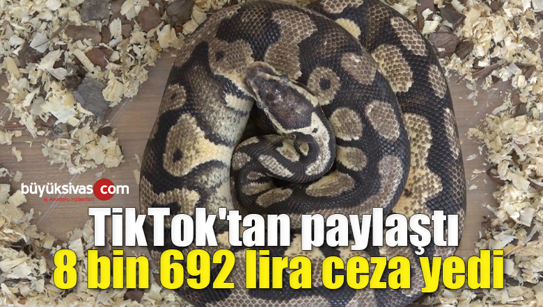 yılan