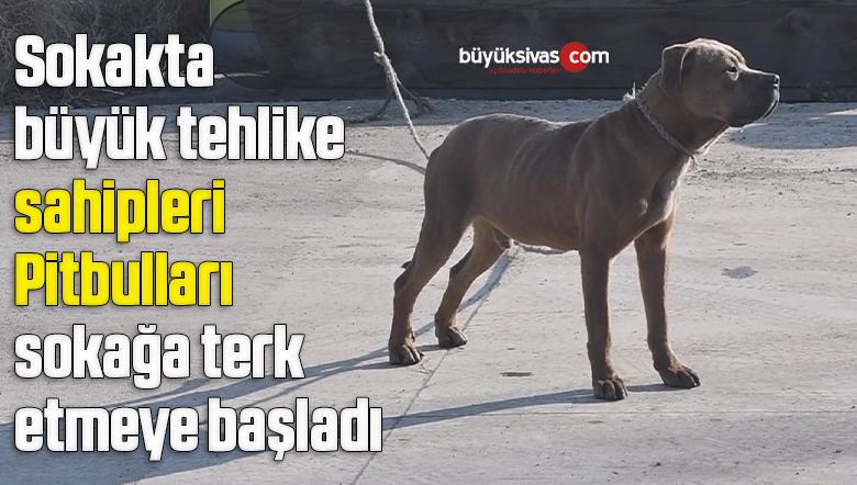 Sokakta büyük tehlike, sahipleri Pitbulları sokağa terk etmeye başladı
