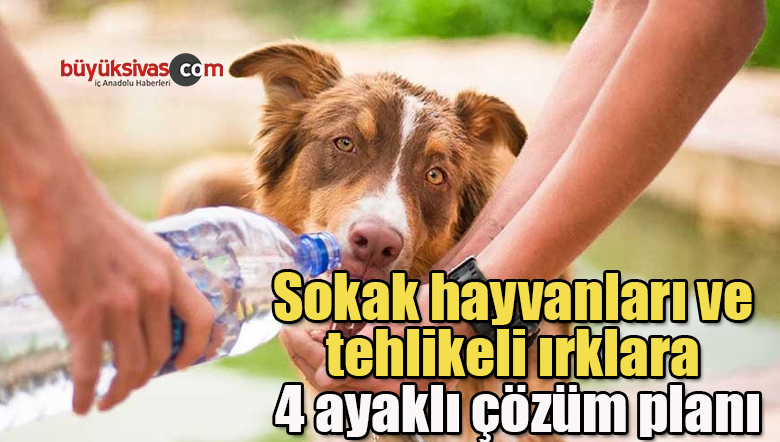 Sokak hayvanları ve tehlikeli ırklara 4 ayaklı çözüm planı
