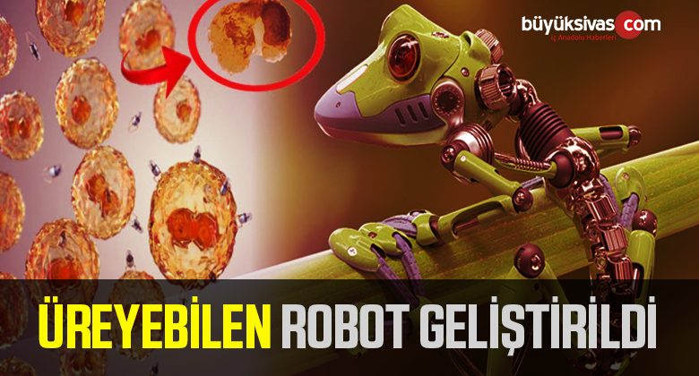 “Üreyebilen” Canlı Robotlar Geliştirildi!