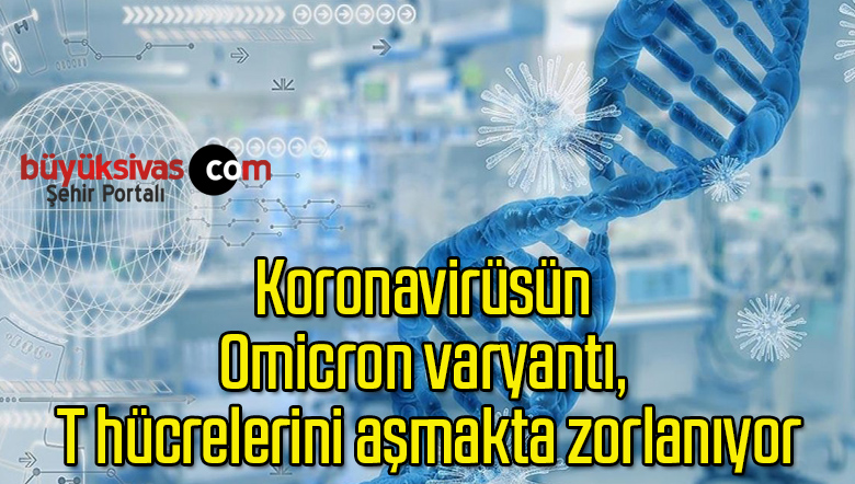 Koronavirüsün Omicron varyantı, T hücrelerini aşmakta zorlanıyor